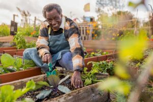 An older man kneels in a raised garden bed, holding a green-handled tool and working the soil around leafy vegetables. He wears a blue apron and a warm checked jacket. He smiles at the camera while surrounded by rows of plants in a community or allotment garden with flowers and small structures in the background.
